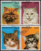 Macskák (házi)