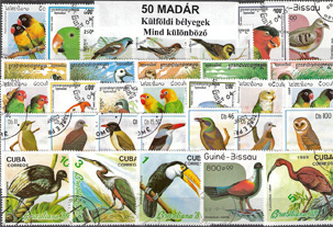 50 klf. Madár
