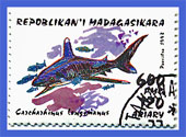 Halak (sósvizi)