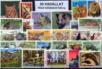 50 klf. Vadállat